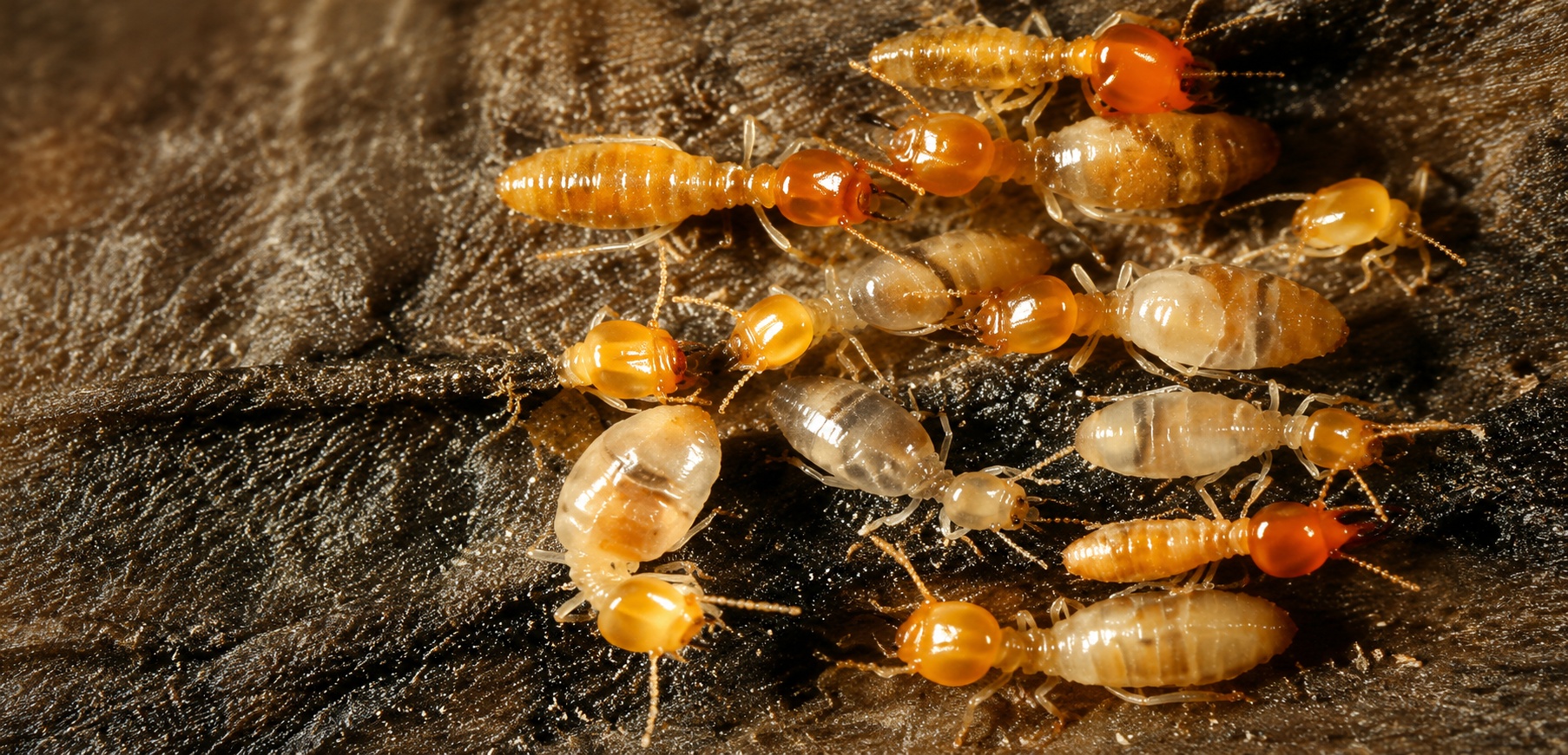 Termite Pest Control Services in West Mambalam Termite Control Services in West Mambalam