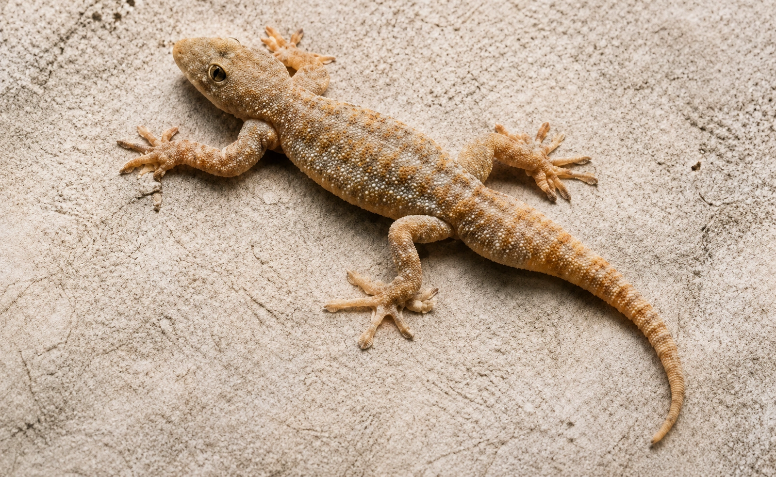 Lizard Control Services in West Mambalam