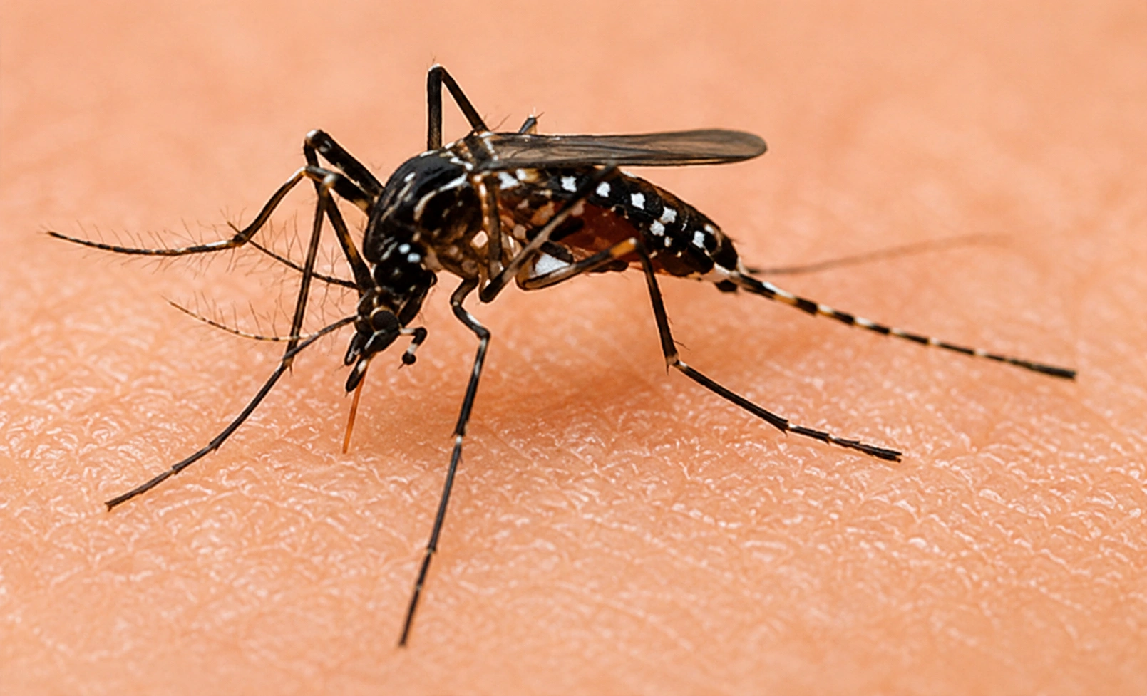 Mosquito Pest Control Services in West Mambalam Mosquito Control Services in West Mambalam